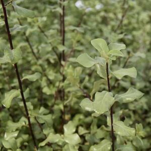 Pittosporum tenuifolium 'Wrinkled Blue' 150-175 cm